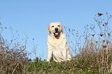 LABRADOR 370